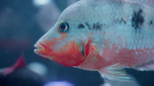Colorful Firemouth Cichlid Fish Swimming Underwater In Aquarium, Close Up Of Thorichthys meeki Speci
