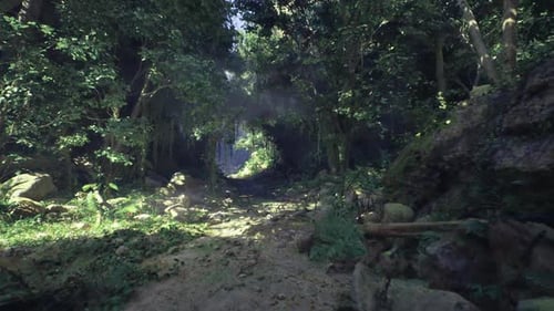 Walking Through a Lush Green Jungle Path