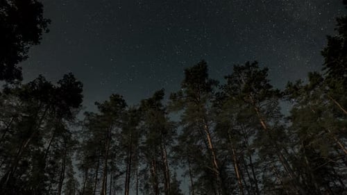Starry Night Sky through Forest Trees