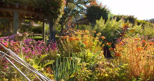 Moving Through Beautiful Garden with Colorful Flowers Close