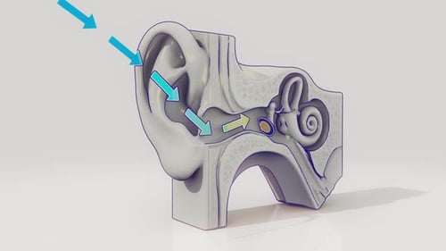 Sound Wave Movement Through Human Ear Anatomy Animation