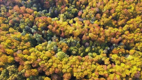 View From Above of Colorful Woods with Yellow and Orange Canopies in Autumn Forest on Sunny Day