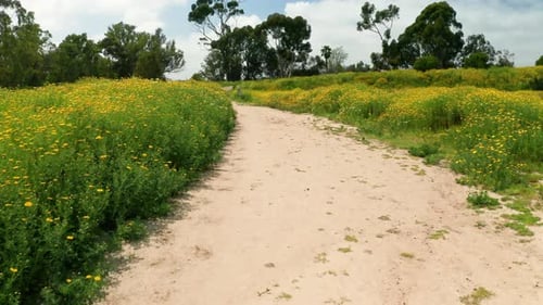 Low angle, floating along path through fields of yellow flowers.