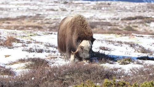 A Musk Ox in Dovrefjell National Park, Norway, surrounded by snow and vegetation, with its impressiv