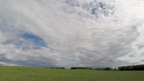 Summer wheat field timelapse with clouds