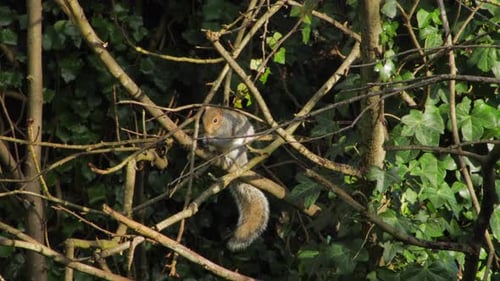 Grey squirrel sitting on tree branch eating nut. Day time sunny UK North London Borehamwood
