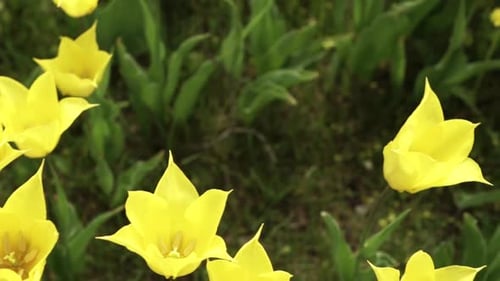 blooming tulips on green grass