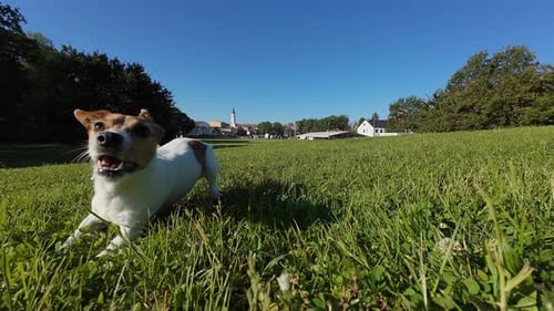 Active Jack Russell Terrier Dog Playing Fetch in Sunny Park During Early Morning