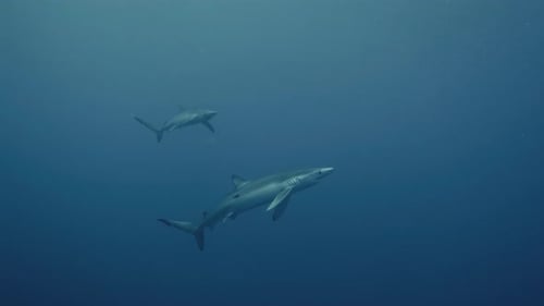 Two large Blue Sharks swimming through the Atlantic Ocean in Slow Motion with dim light