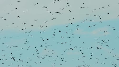 Atemberaubendes Wildtiergemurmel von Staren, Staren, fliegenden, fliegenden Sturnus Vulgaris, Herumströmen