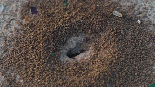Ameisenhaufen im Sandstein am Strand Nahaufnahme