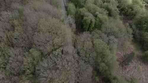 Aerial footage flying over a country lane winding through a thick forest.