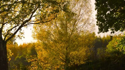 Feuillage de bouleau