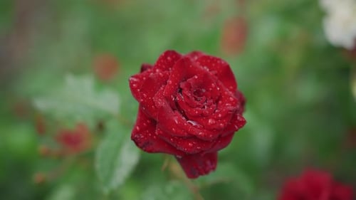 Lebendige rote Rosen zwischen grünen Blättern Lebendige karminrote Rose mit Tautropfen in üppigem Grün