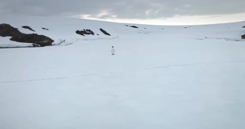 Lonely Penguin Walking on Snow in Antarctica