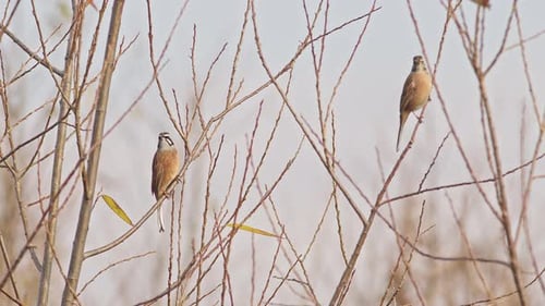 A Pair of Siberian Meadow Buntings Perched in a Tree.