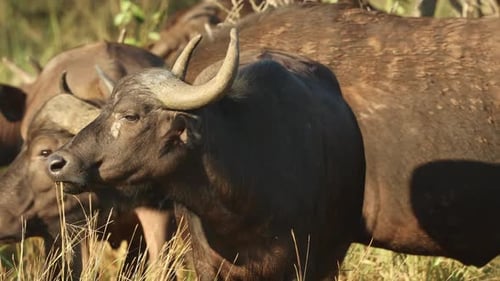 Close up of African Cape Buffalo Herd on Safari Wildlife Reserve