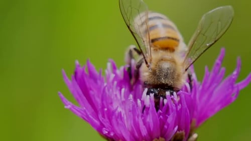 Extreme macro shot of wild bee collecting pollen of purple flower in garden,4K