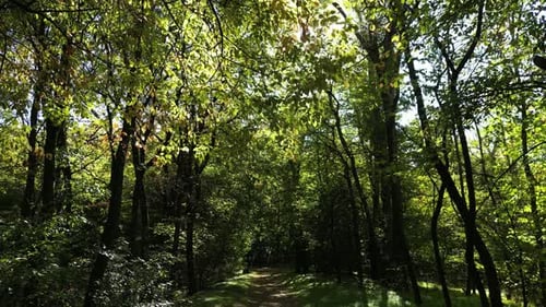 Forest Path 10