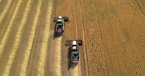 Combine Harvesting Ripe Wheat Aerial View