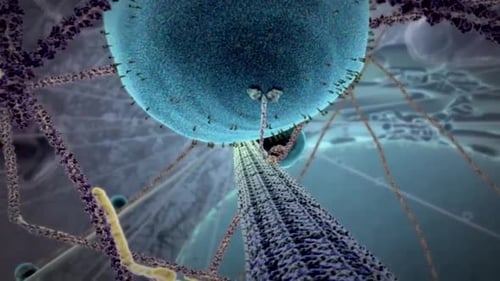 Detailed 3D Animation of a Cellular Biological Mechanism