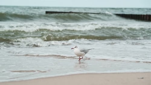 A Seagull Stands on the Wet Sand at the Edge of a Beach While Gentle Waves Roll in Under a Bright