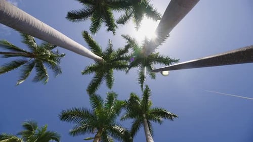 fluttering leaves on palm trees as the camera moves, pointing up, to show more palm trees under a bl
