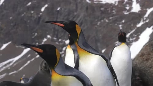 King Penguins and Antarctic Fur Seal, Adorable Curios Animals on Coast of South Georgia Island