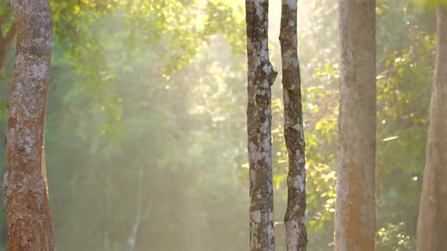 Sonnenlicht, das durch Wald, Bäume, Natur und Ruhe fällt