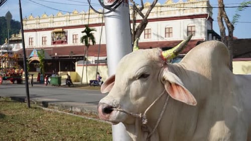 Une vache sacrée attend avant la procession Thaipusam