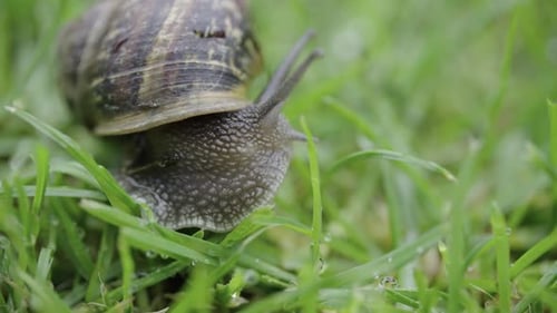 Snail Crawling on Green Grass, Close Up with Dew Drops