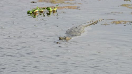 Un crocodile gavial à moitié immergé dans une rivière.