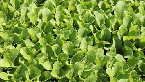 Camera Movement Above a Young Green Seedlings Hinese Cabbage