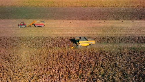 Antenne zur Maisernte — 4K