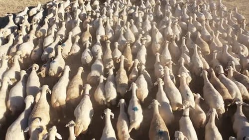 Troupeau de moutons blancs courant pendant une journée ensoleillée