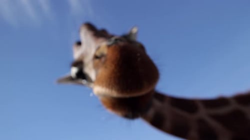 giraffe closeup interaction with wide angle lens slomo