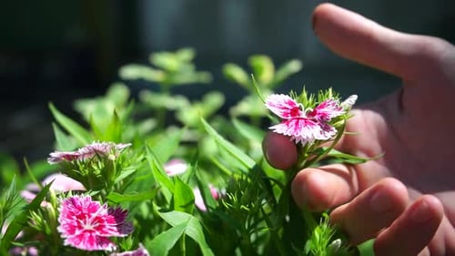 Close-up of Dianthus Caryophyllus flower with gentle air blowing and rustling its leaves. A man's ha