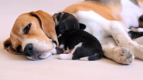 Beagle Dog Sleeping with Black and White Puppies