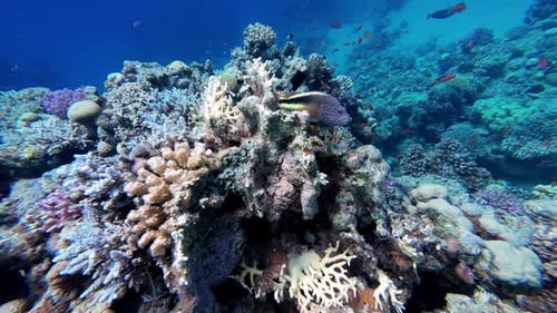 Blackside Hawkfish Resting On Coral In Red Sea In Dahab, Egypt. underwater shot