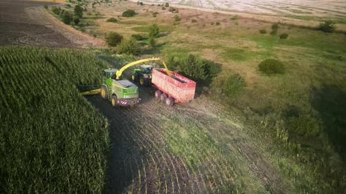 Proceso de recolección de ensilaje de maíz. Cosechadora de forraje en el campo de maíz. Combine la cosecha de maíz