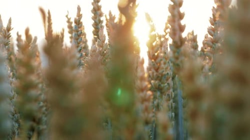A detail of multiple grains of wheat growing up in a field. Sun flare shines in the background.