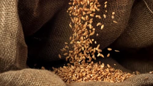 Wheat Grains Fall on the Table Filmed on a Highspeed Camera at 1000 Fps