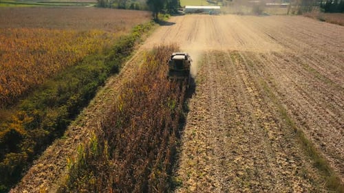 Combine Harvesting Corn in Rural Field, Aerial View