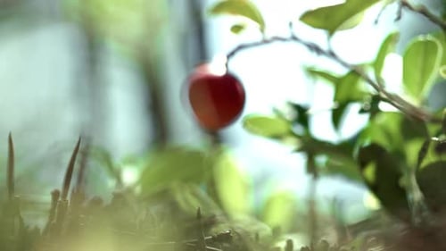 Solitary red cranberry berry dangles from a green branch in a lush forest