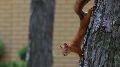 Closeup of Squirrel Hanging on Bark. Fluffy Squirrel Climbing in the Woods