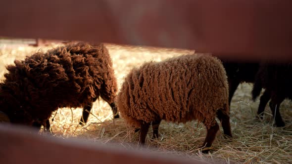 Turn on Several Brown Sheep Inspect the Hay Under Their Feet and Eat ...