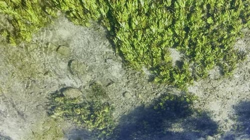 Klares Wasser eines fließenden Flussbaches mit einigen Pflanzen, die sich von oben im Flusslauf bewegen