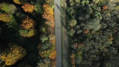 AERIAL: Top down shot of road between the colorful autumn forest