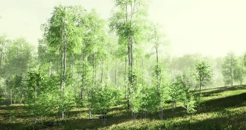 Sunlight Filtering Through a Vibrant Green Forest in the Early Morning