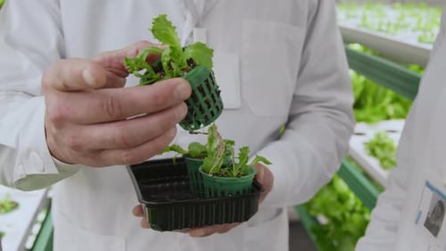 Scientists Holding Plu Plant in Hands Examining It